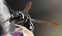 Pachodynerus californicus - Pachodynerus californicus