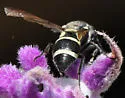 Pachodynerus californicus - photo 2