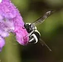 Pachodynerus californicus - photo 4