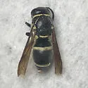 Pachodynerus californicus - photo 5