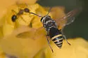 Keyhole Wasp