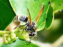 Keyhole Wasp - photo 2