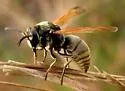 Keyhole Wasp - photo 3