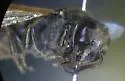 Keyhole Wasp - photo 4
