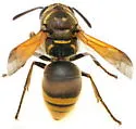 Keyhole Wasp - photo 5