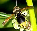 Pachodynerus pulverulentus