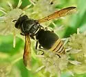 Pachodynerus pulverulentus - photo 2