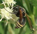 Pachodynerus pulverulentus - photo 3