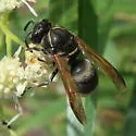 Pachodynerus pulverulentus - photo 4