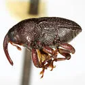Pachybaris porosa - photo 2