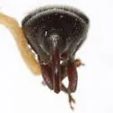 Pachybaris porosa - photo 3