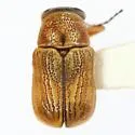 Pachybrachis abdominalis