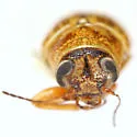 Pachybrachis abdominalis - photo 2