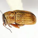 Pachybrachis abdominalis - photo 3