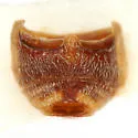 Pachybrachis abdominalis - photo 4