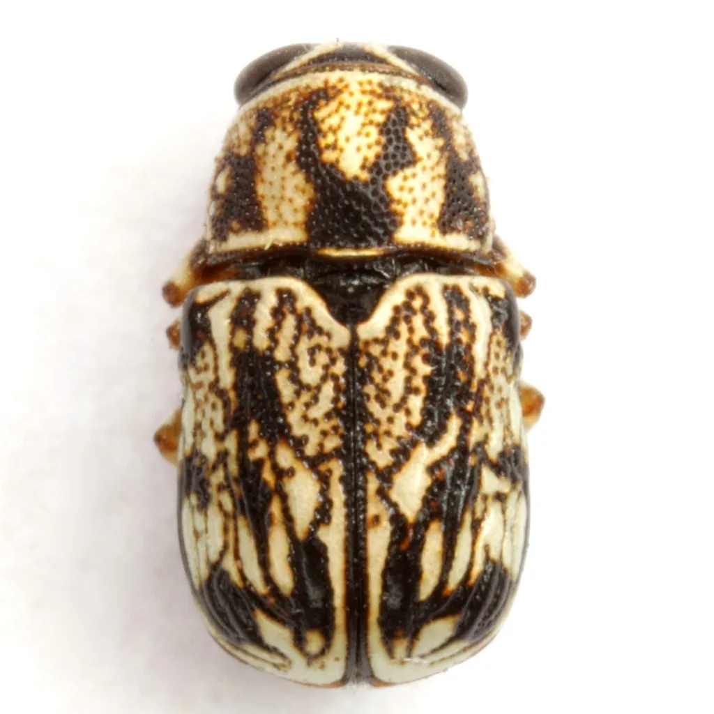 Pachybrachis alticola