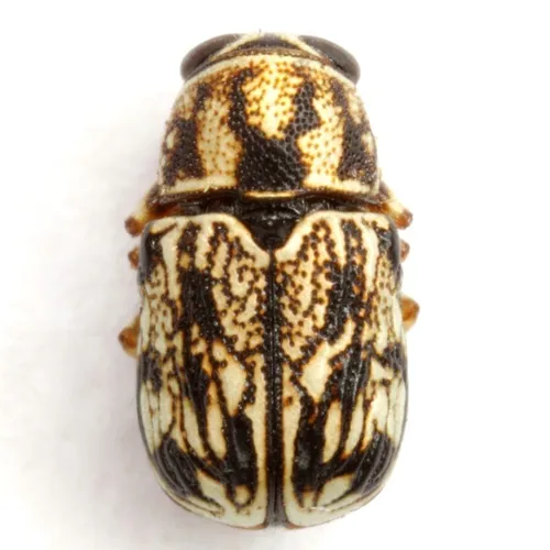 Pachybrachis alticola - photo 2