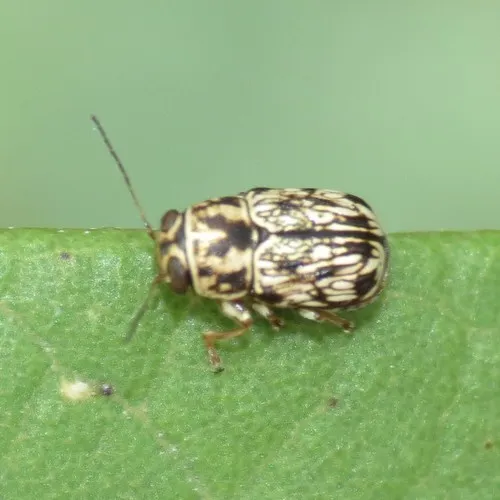 Pachybrachis alticola - photo 3