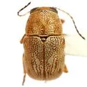 Pachybrachis americanus 0