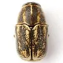 Pachybrachis analis
