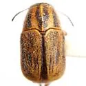 Pachybrachis analis - photo 2