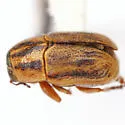 Pachybrachis analis - photo 3