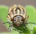 Pachybrachis analis - photo 4