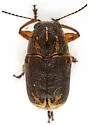 Pachybrachis analis - photo 5