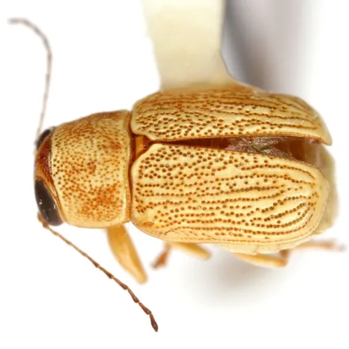 Pachybrachis arizonensis - photo 2