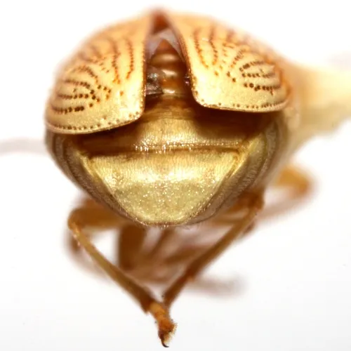 Pachybrachis arizonensis - photo 3