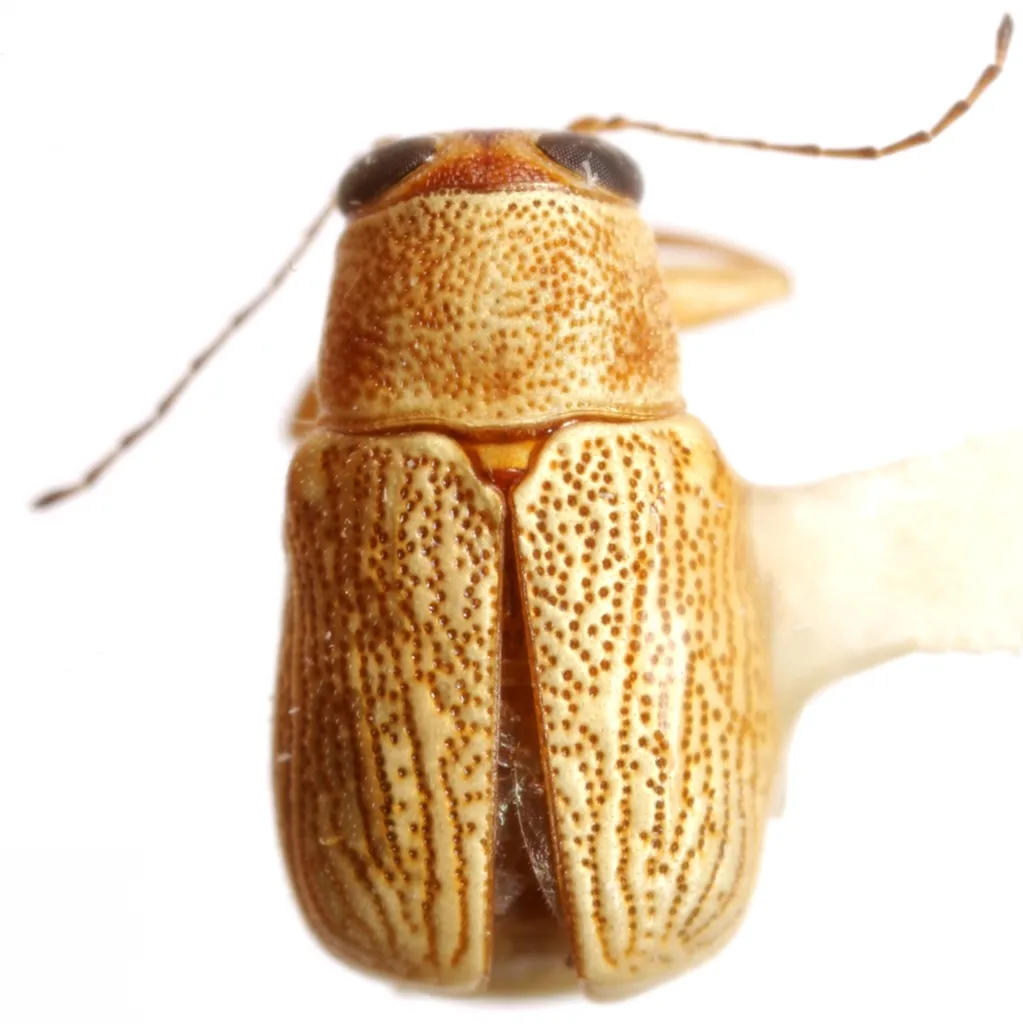 Pachybrachis arizonensis - photo 4