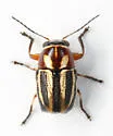 Pachybrachis armbrusti