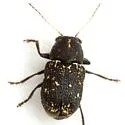 Pachybrachis atomarius - photo 2