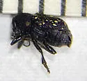 Pachybrachis atomarius - photo 4