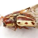 Pachybrachis bivittatus - Pachybrachis bivittatus