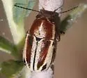 Pachybrachis bivittatus - photo 2