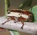 Pachybrachis bivittatus - photo 3