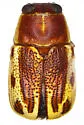 Pachybrachis bivittatus - photo 4