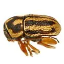 Pachybrachis bloxham - photo 2