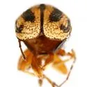 Pachybrachis bloxham - photo 4