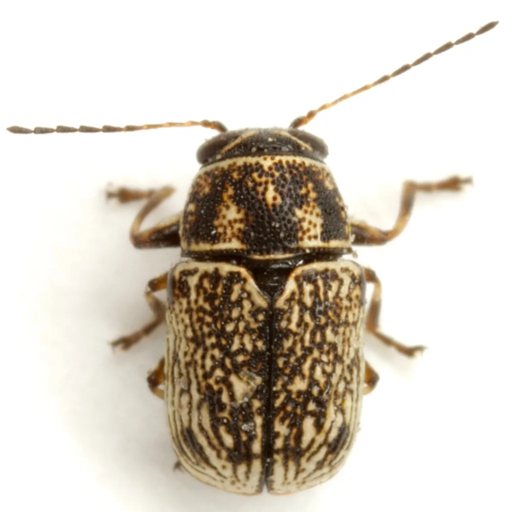 Pachybrachis brevicollis - photo 2