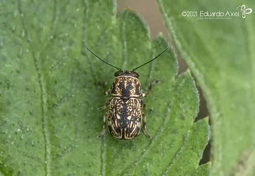 Pachybrachis brevicornis - photo 2