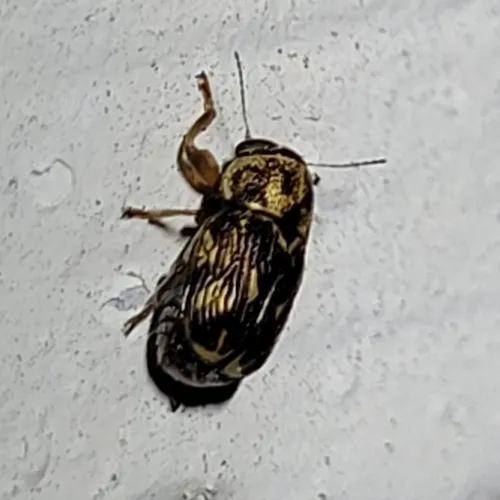 Pachybrachis brevicornis - photo 3