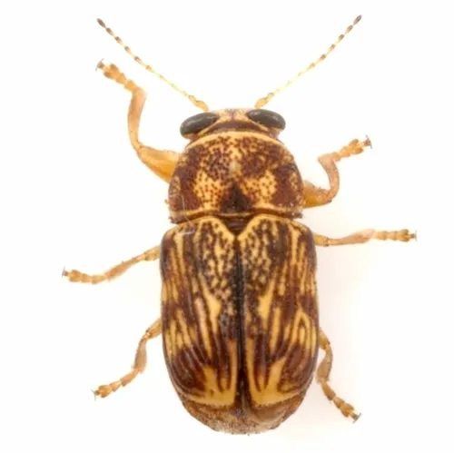 Pachybrachis brevicornis - photo 4
