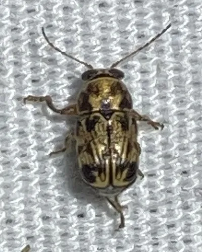 Pachybrachis brevicornis - photo 5