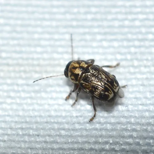 Pachybrachis brevicornis - photo 6