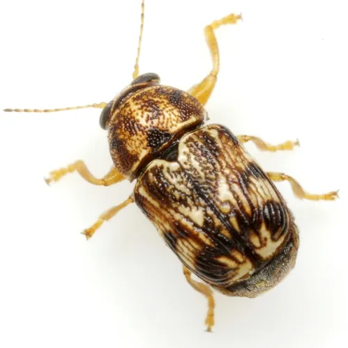 Pachybrachis brevicornis - photo 8
