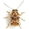Pachybrachis bullatus - Pachybrachis bullatus