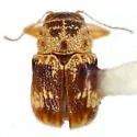 Pachybrachis bullatus - photo 2