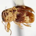 Pachybrachis bullatus - photo 3
